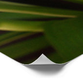 Osterlilie Poster (Ecke)