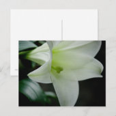 Osterlilie ・ Postkarte (Vorne/Hinten)