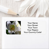 Osterlilie White (Insitu)