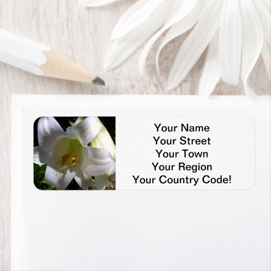 Osterlilie White (Insitu)