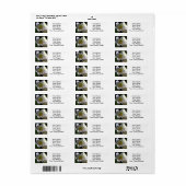 Osterlilie White (Vorne)