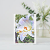 Osterlililie [Postkarte] ポ ト ド Postkarte (Stehend Vorderseite)