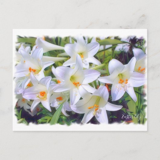 Osterlililie [Postkarte] ポ ト ド Postkarte (Vorderseite)