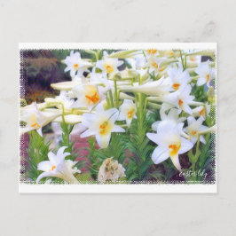 Osterlililie [Postkarte] ポ ト ド Postkarte