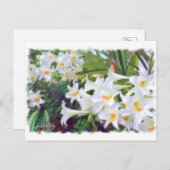 Osterlililie [Postkarte] ポ ト ド Postkarte (Vorne/Hinten)