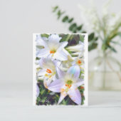 Osterlililie [Postkarte] ポ ト ド Postkarte (Stehend Vorderseite)