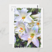 Osterlililie [Postkarte] ポ ト ド Postkarte (Vorne/Hinten)