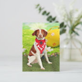 Ostern - BretagneSpaniel - Elliott Feiertagspostkarte (Stehend Vorderseite)