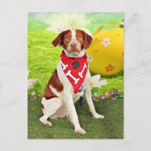 Ostern - BretagneSpaniel - Elliott Feiertagspostkarte (Vorderseite)