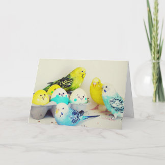 Ostern Budgies Feiertagskarte