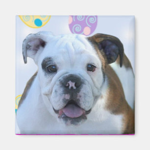 Ostern-Grußbulldoggenmagnet Magnet