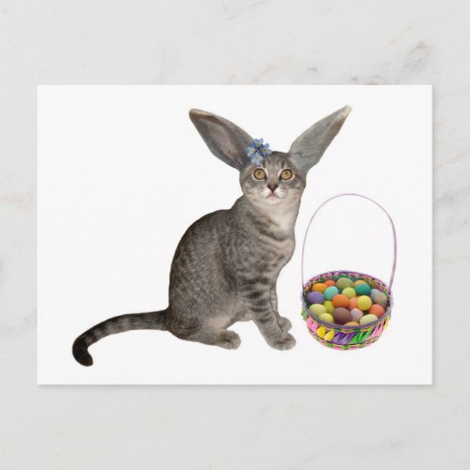 Ostern-Kätzchen-Postkarten Feiertagspostkarte (Vorderseite)