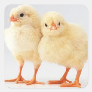 Ostern-Küken-Aufkleber Quadratischer Aufkleber