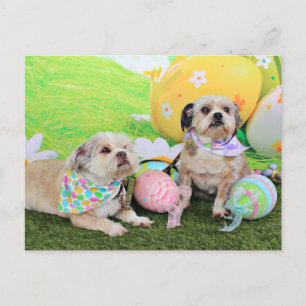 Ostern - Shih Tzu - Clementine und Winston Feiertagspostkarte