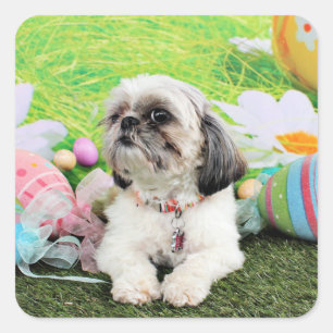 Ostern - Shih Tzu - Sophie Quadratischer Aufkleber