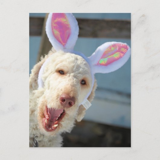 OsterOllie Feiertagspostkarte (Vorderseite)