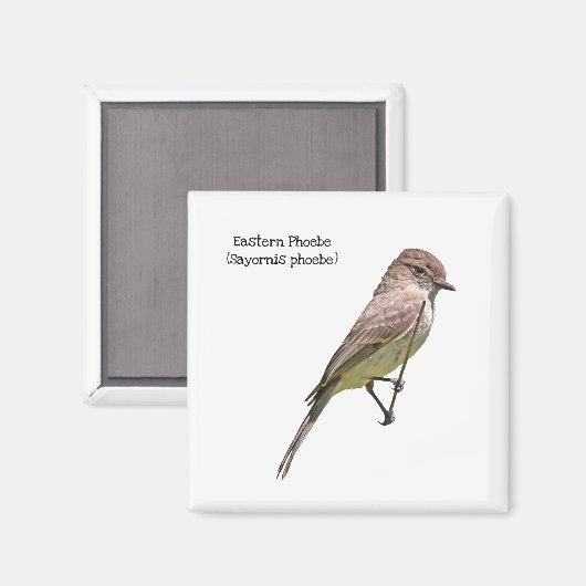 OsterPhoebe Magnet (Vorderseite/Rückseite)