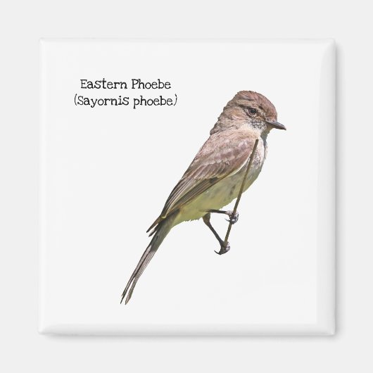 OsterPhoebe Magnet (Vorne)