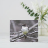 OsterPhoebe Postkarte (Stehend Vorderseite)