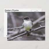 OsterPhoebe Postkarte (Vorne/Hinten)