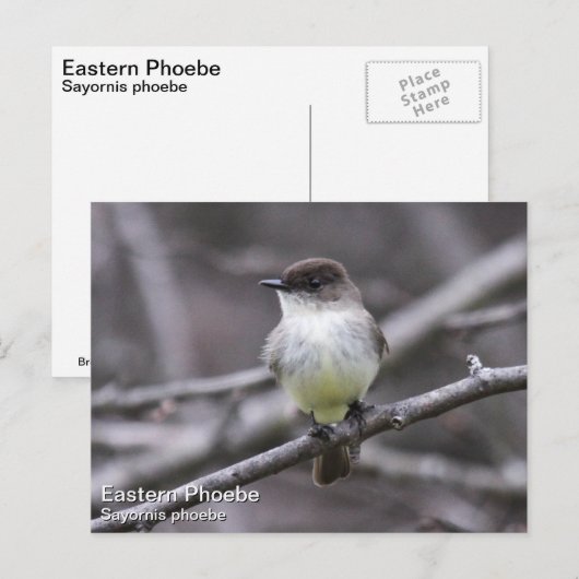 OsterPhoebe Postkarte (Vorne/Hinten)