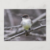 OsterPhoebe Postkarte (Vorderseite)