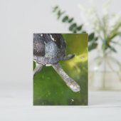 Osterschildkröte Postkarte (Stehend Vorderseite)