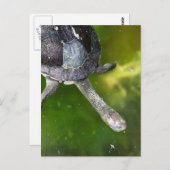 Osterschildkröte Postkarte (Vorne/Hinten)