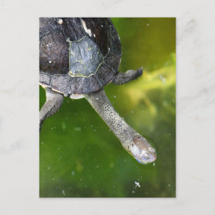Osterschildkröte Postkarte