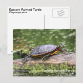 Osterschildkröte Postkarte (Vorne/Hinten)