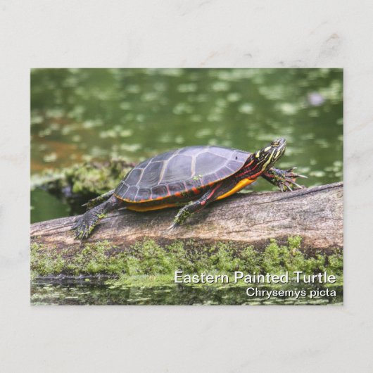 Osterschildkröte Postkarte (Vorderseite)