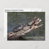 Osterschildkröte Postkarte (Vorne/Hinten)