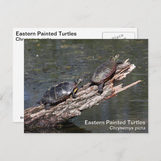 Osterschildkröte Postkarte (Vorne/Hinten)