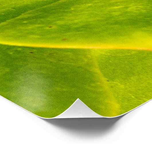 Osterschmetterling Poster (Ecke)