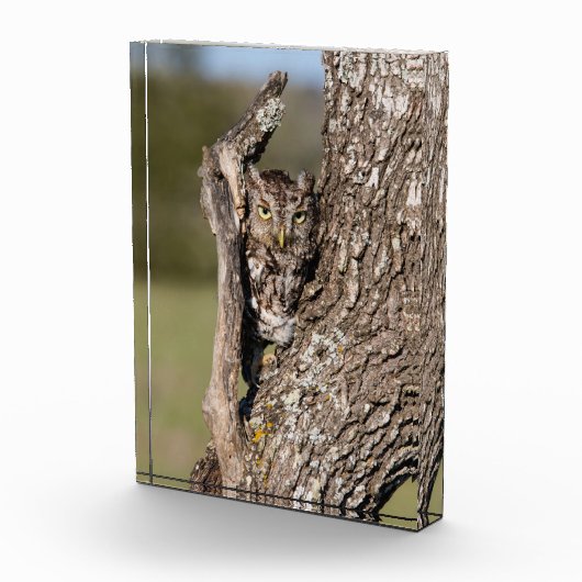 Osterschnecke Fotoblock (Rechts)