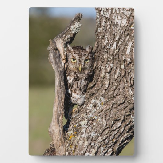 Osterschnecke Fotoplatte (Vorderseite)