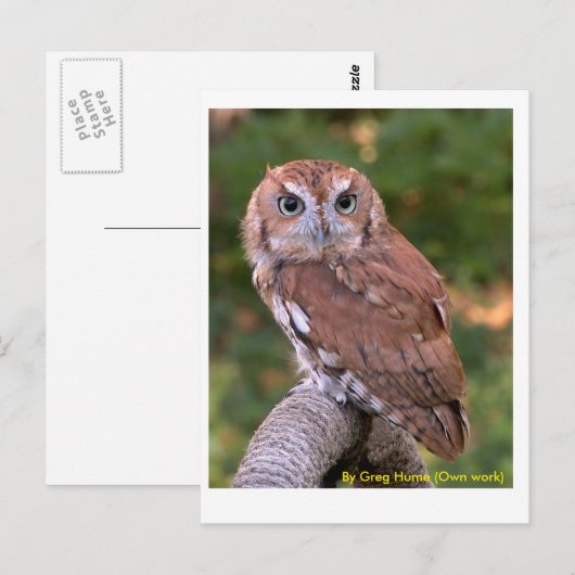 Osterschnecke Postkarte (Vorne/Hinten)