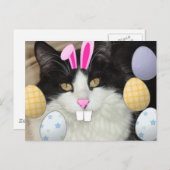 Osterschwarz-weiße Katze Feiertagspostkarte (Vorne/Hinten)