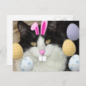 Osterschwarz-weiße Katze Feiertagspostkarte (Vorne/Hinten)