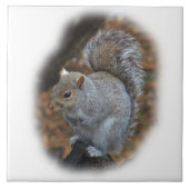 Ostgrau-Eichhörnchen - Sciurus carolinensis Fliese (Vorderseite)