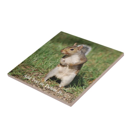 Ostgrau-Eichhörnchenfliese Fliese (Seite)