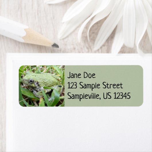 Ostgraue Treefrog Naturfotografie (Insitu)