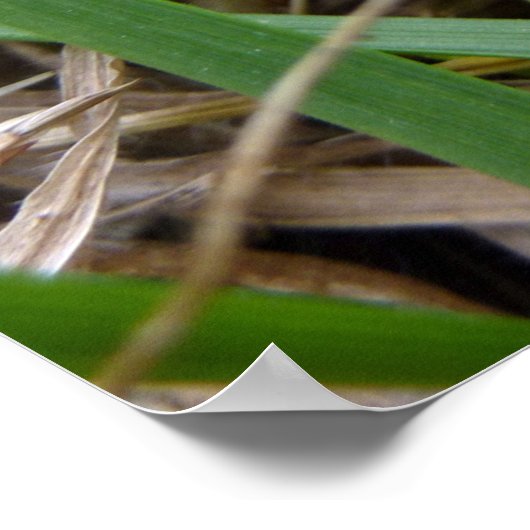 Ostgraue Treefrog Naturfotografie Poster (Ecke)