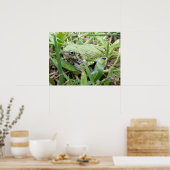 Ostgraue Treefrog Naturfotografie Poster (Küche)