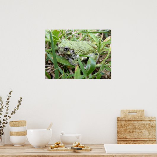 Ostgraue Treefrog Naturfotografie Poster (Küche)