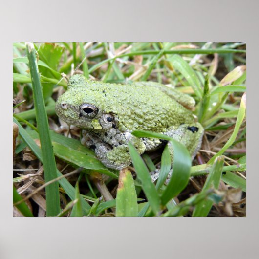 Ostgraue Treefrog Naturfotografie Poster (Vorne)