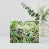 Ostgraue Treefrog Naturfotografie Postkarte (Stehend Vorderseite)