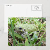 Ostgraue Treefrog Naturfotografie Postkarte (Vorne/Hinten)