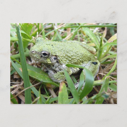 Ostgraue Treefrog Naturfotografie Postkarte (Vorderseite)