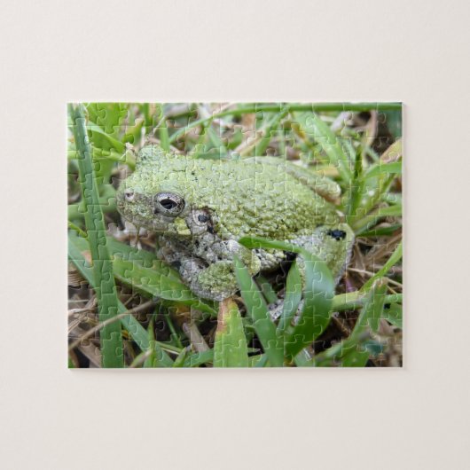 Ostgraue Treefrog Naturfotografie Puzzle (Horizontal)